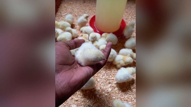 Newcastle: África do Sul decide manter compras de aves do Brasil, com uma exceção